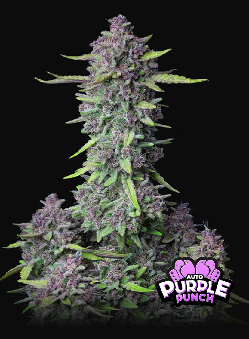 Purple Punch Auto