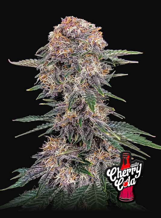 Cherry Cola Auto