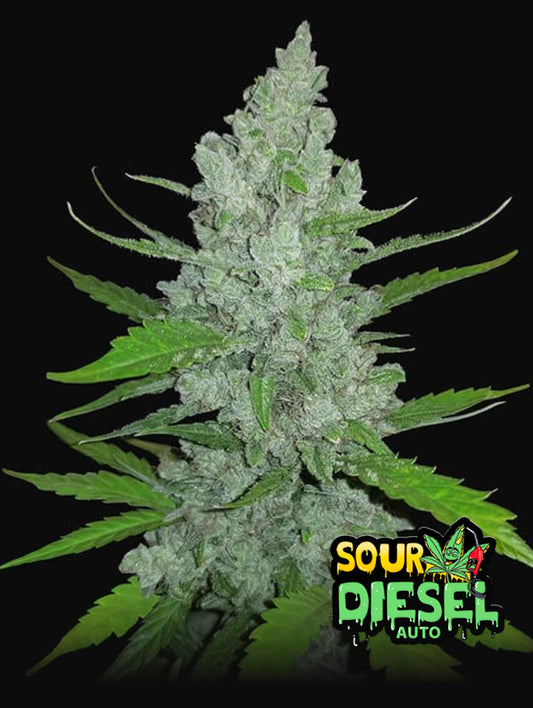 Sour Diesel Auto