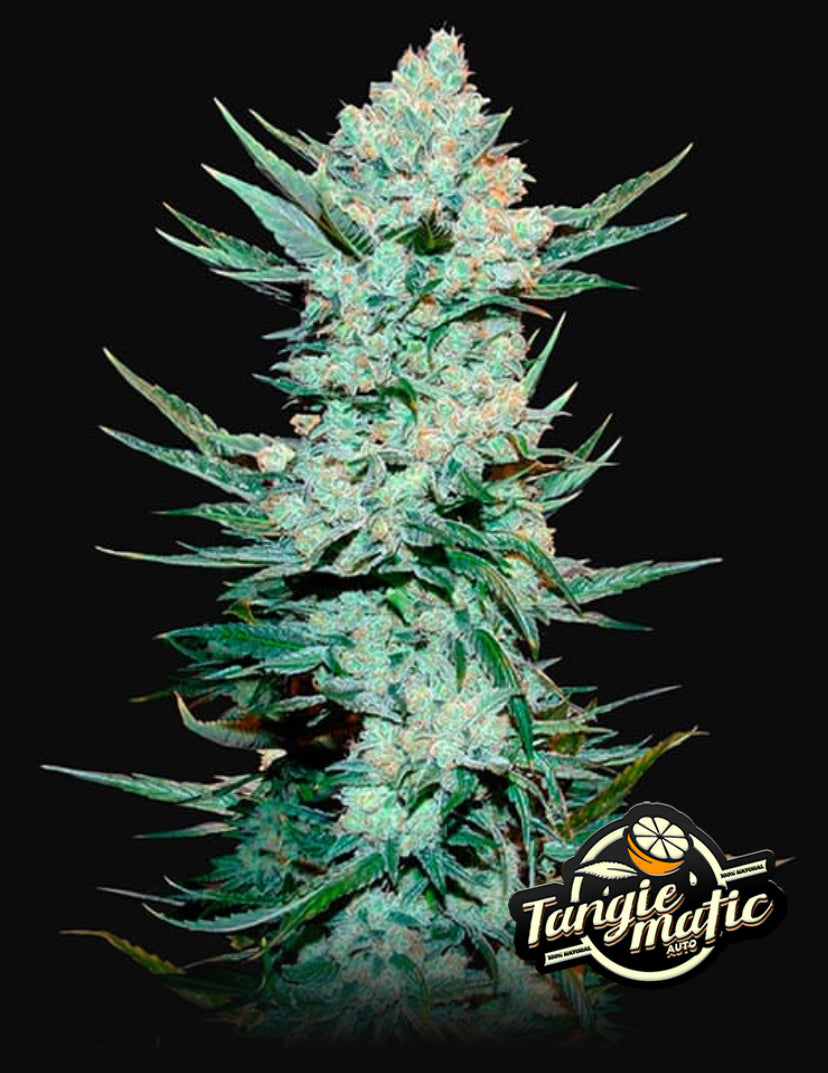 Tangie’Matic Auto