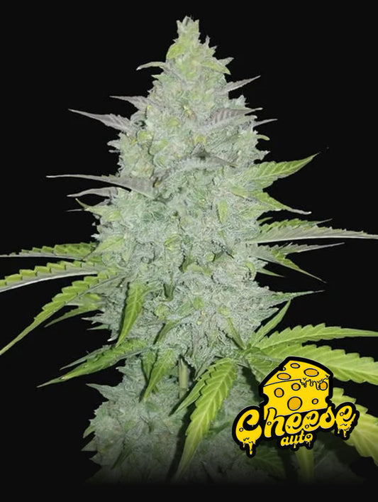 Cheese Auto