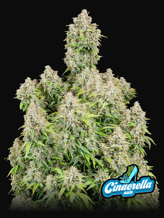 Cinderella Auto