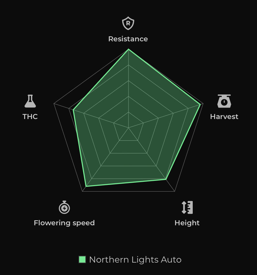 Northern Lights Auto