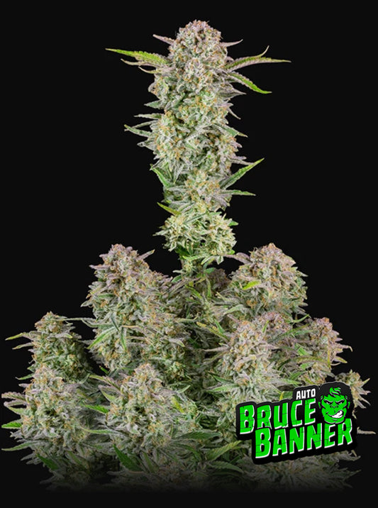 Bruce Banner Auto