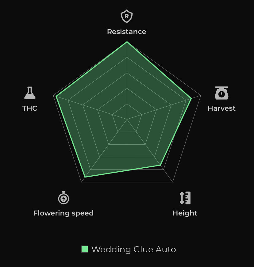 Wedding Glue Auto