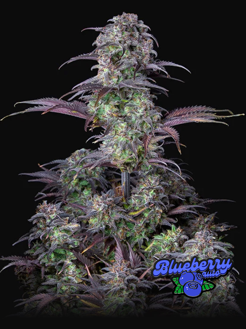 Blueberry Auto