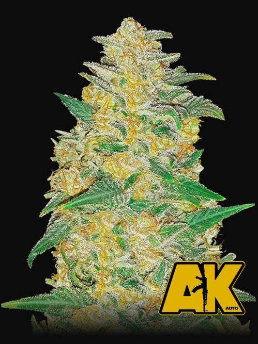 AK Auto