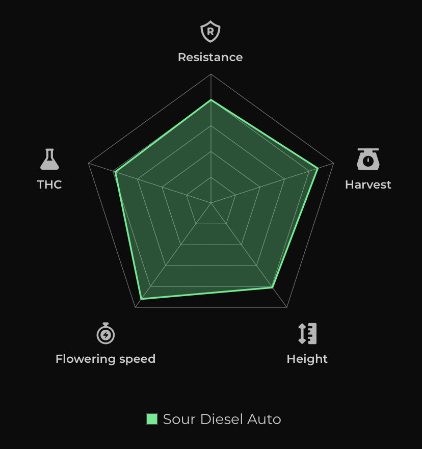 Sour Diesel Auto