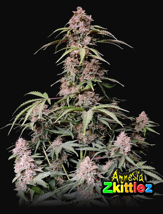 Amnesia Zkittlez Auto