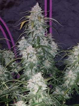 Pineapple Express Auto