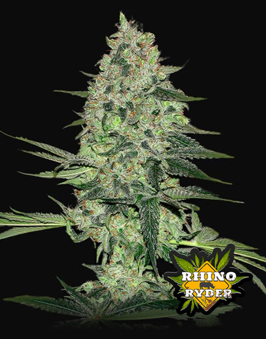 Rhino Ryder Auto