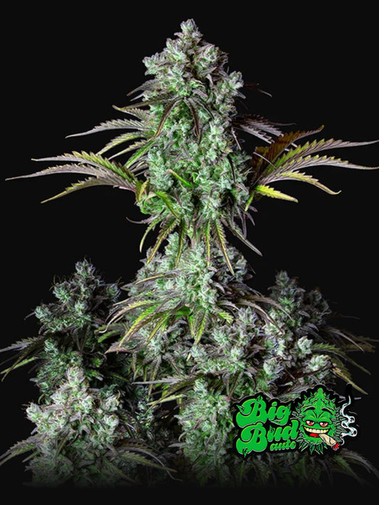 Big Bud Auto