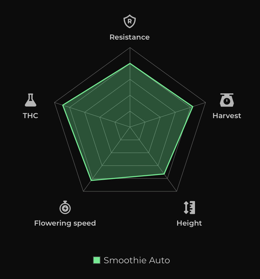 Smoothie Auto