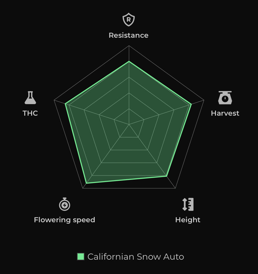 Californian Snow Auto