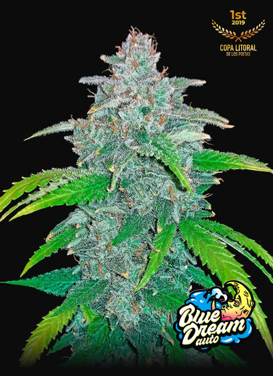 Blue Dream’Matic Auto