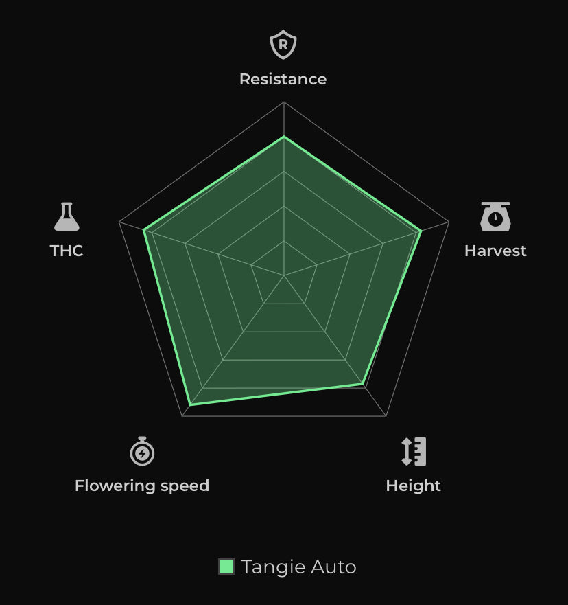 Tangie’Matic Auto