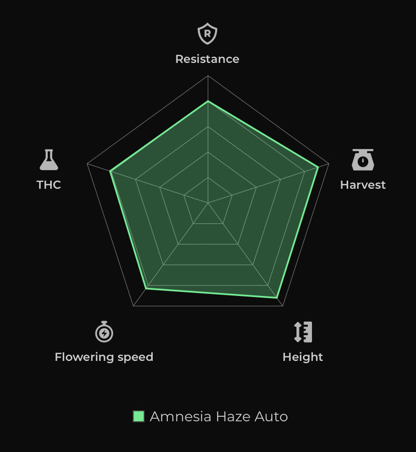 Amnesia Haze Auto