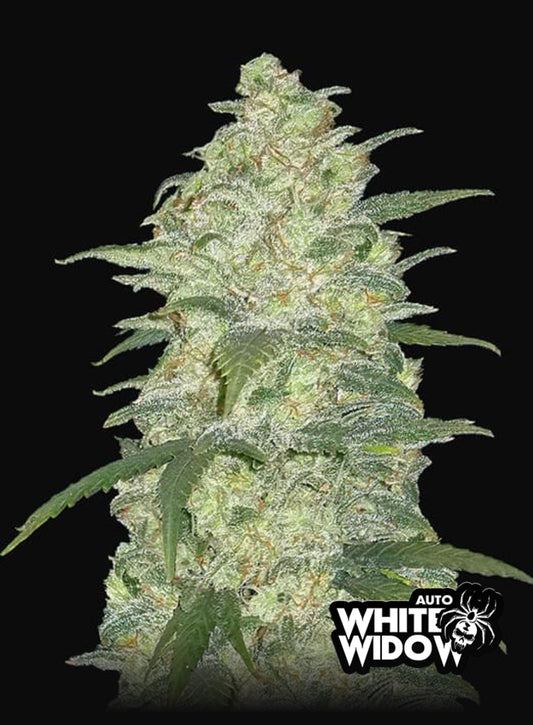 White Widow Auto