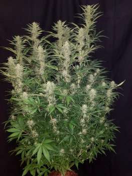 G14 Auto