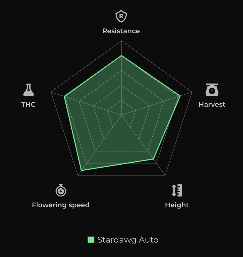 Stardawg Auto