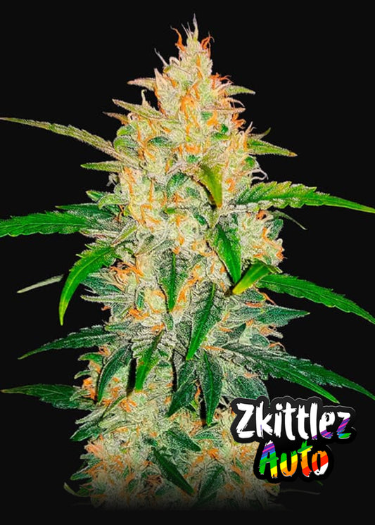 Zkittlez Auto