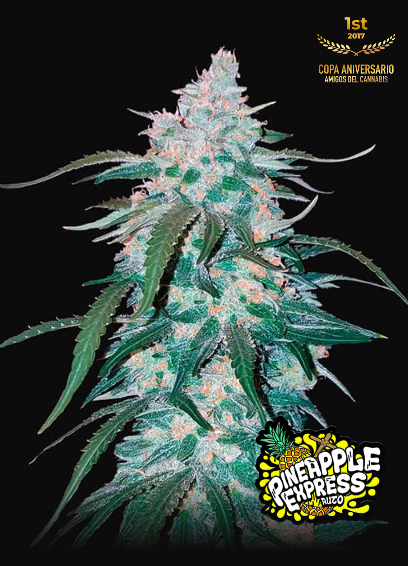 Pineapple Express Auto